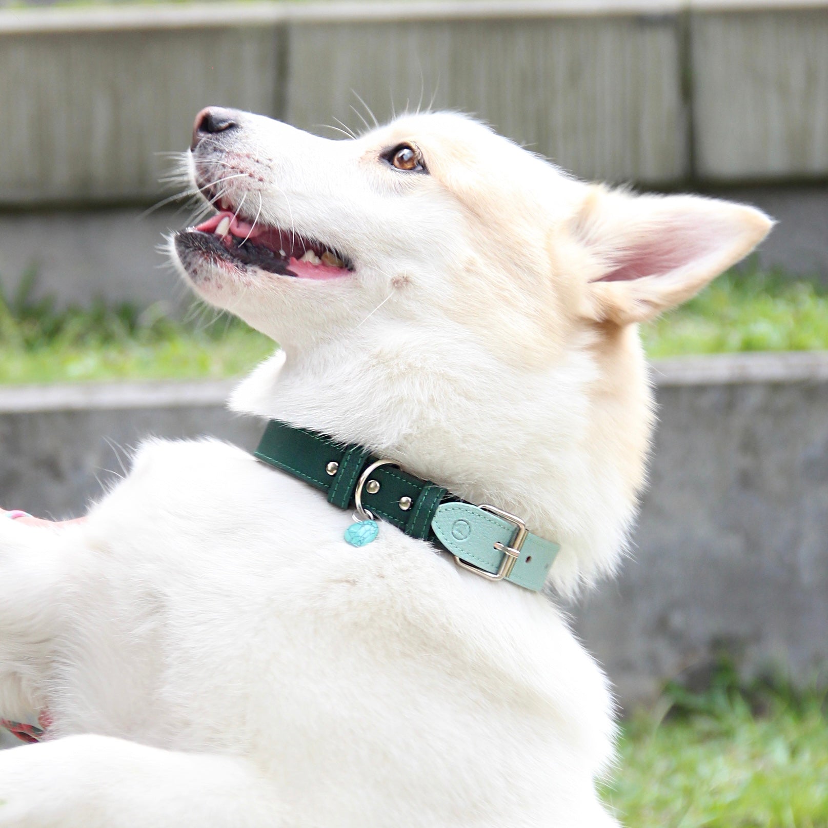 Collar Verde- menta Vekopets
