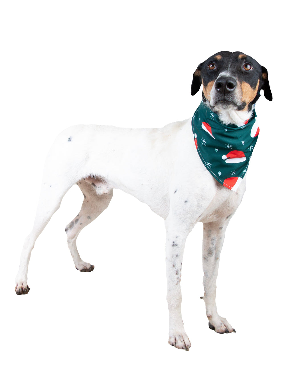 Apolo Vekopets