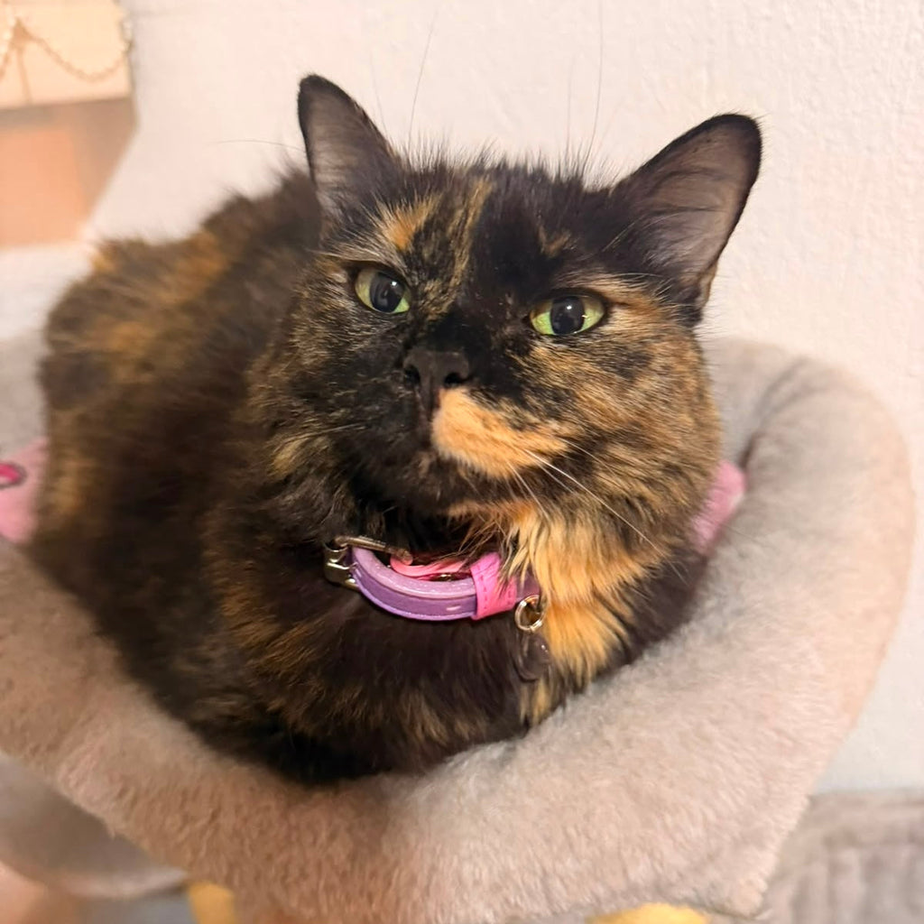 Vegan Leather Cat Collar | Pink & Lilac