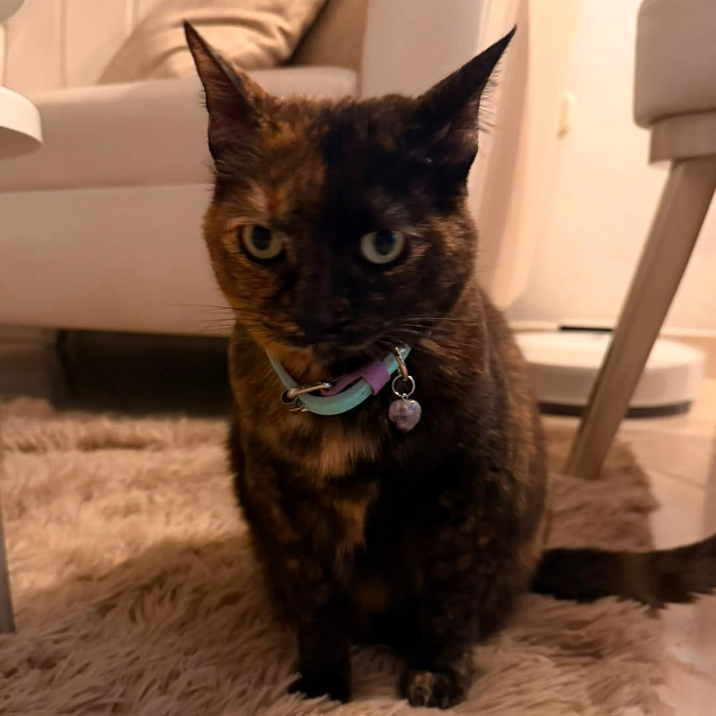 Vegan leather cat collar | Lilac & Mint